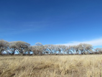 cottonwoods