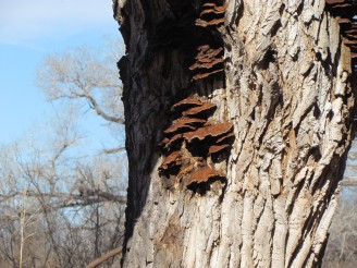 tree with shelf fungus