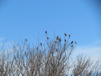 birds in tree