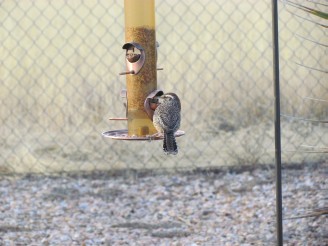 cactus wren