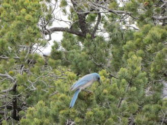 Mexican Jay