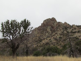 rocks and trees